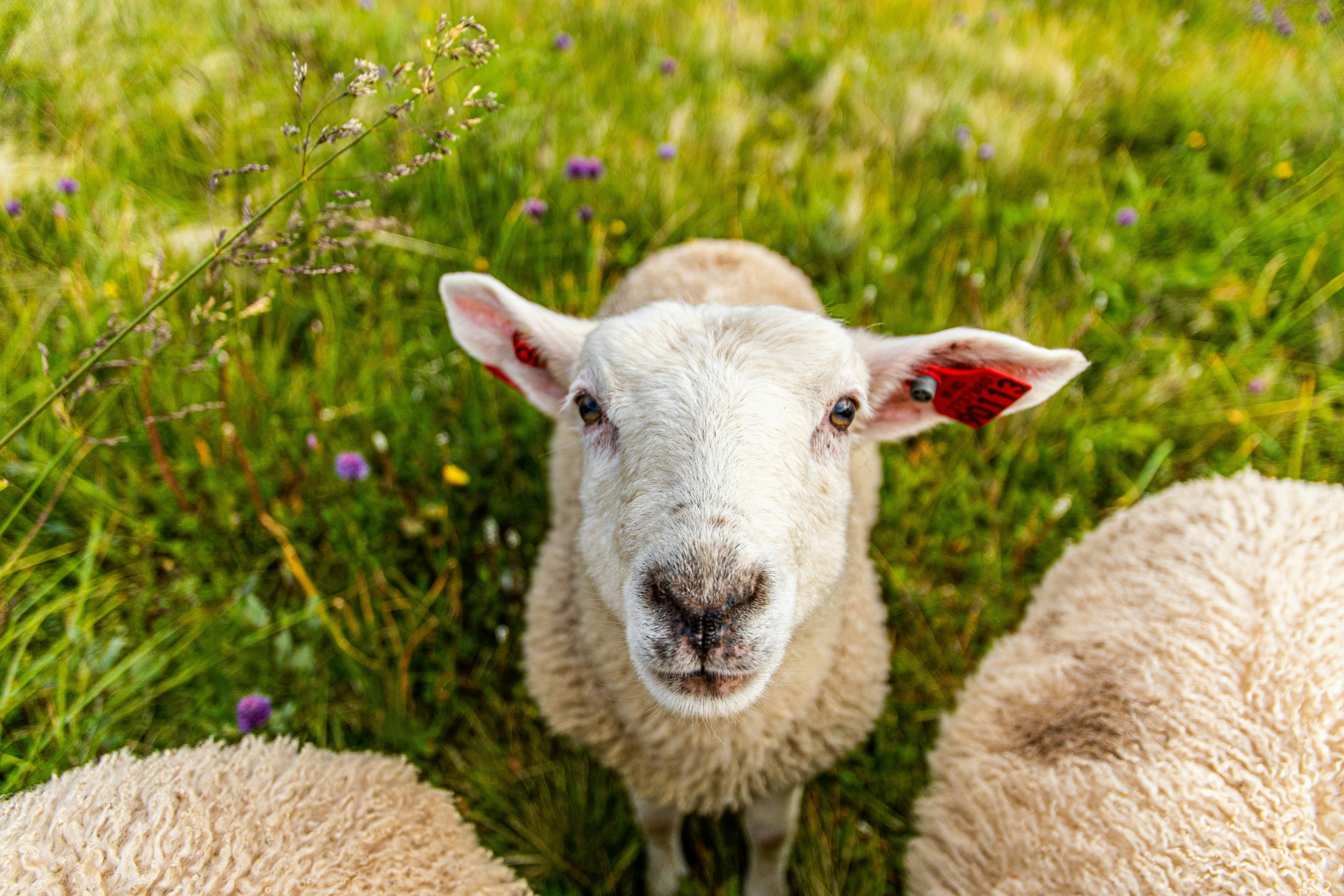 Lamb with an ear tag