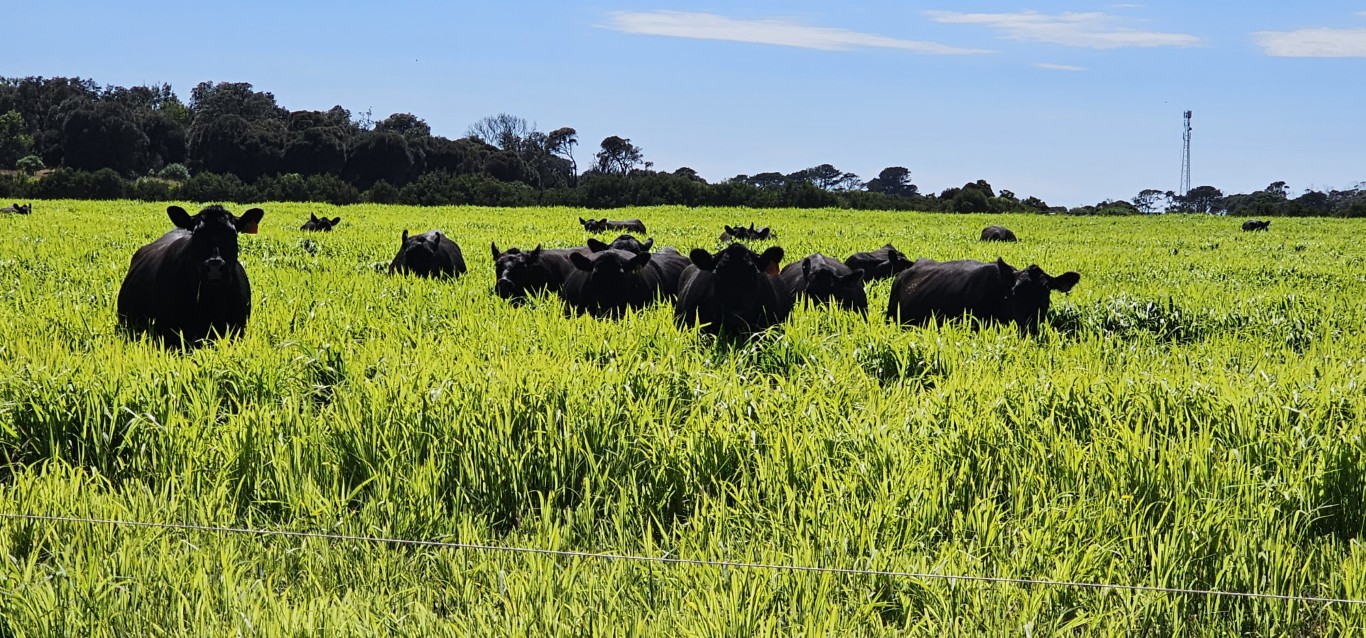 Angus cattle in a millet crop on Phillip Island